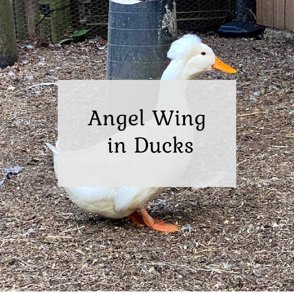 Angel Wing in Ducks