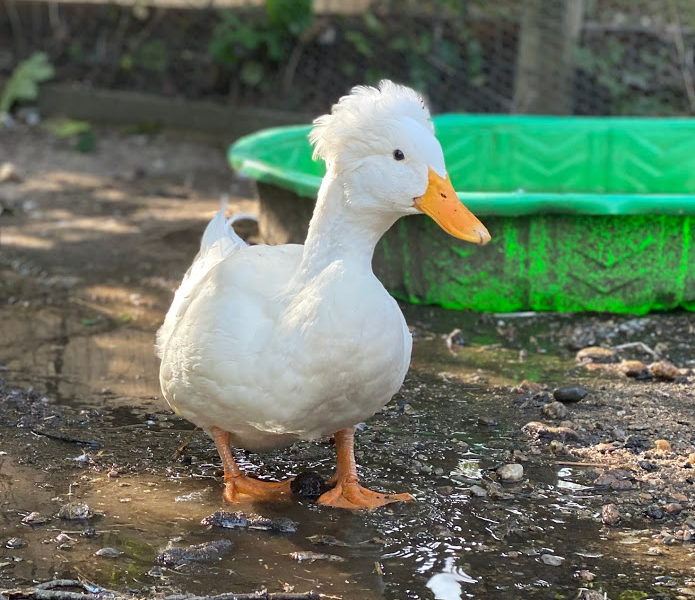 Angel Wing in Ducks - The Cape Coop