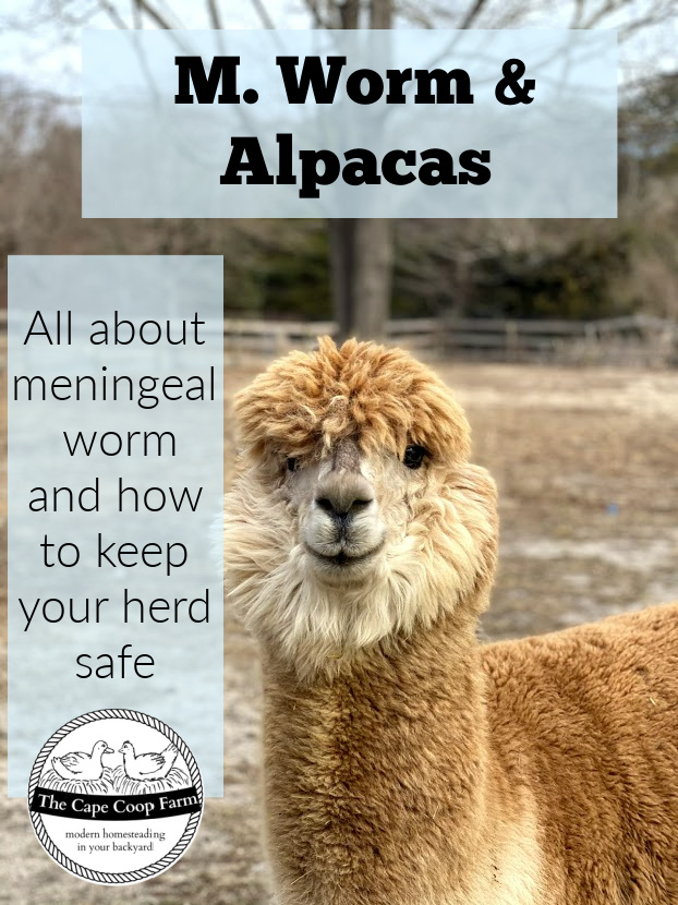 M Worm & Alpacas - all about meningeal worm and how to keep your herd safe