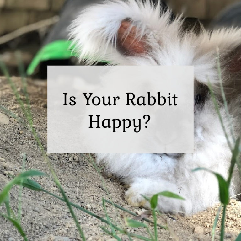 Is Your Rabbit Happy?