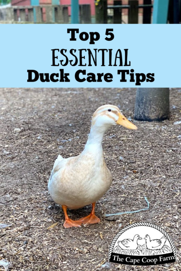 View of Top 5 Essential Duck Care Tips - The Cape Coop