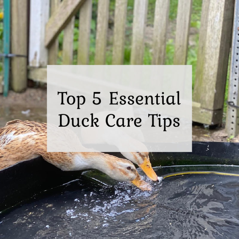Duck Tips 