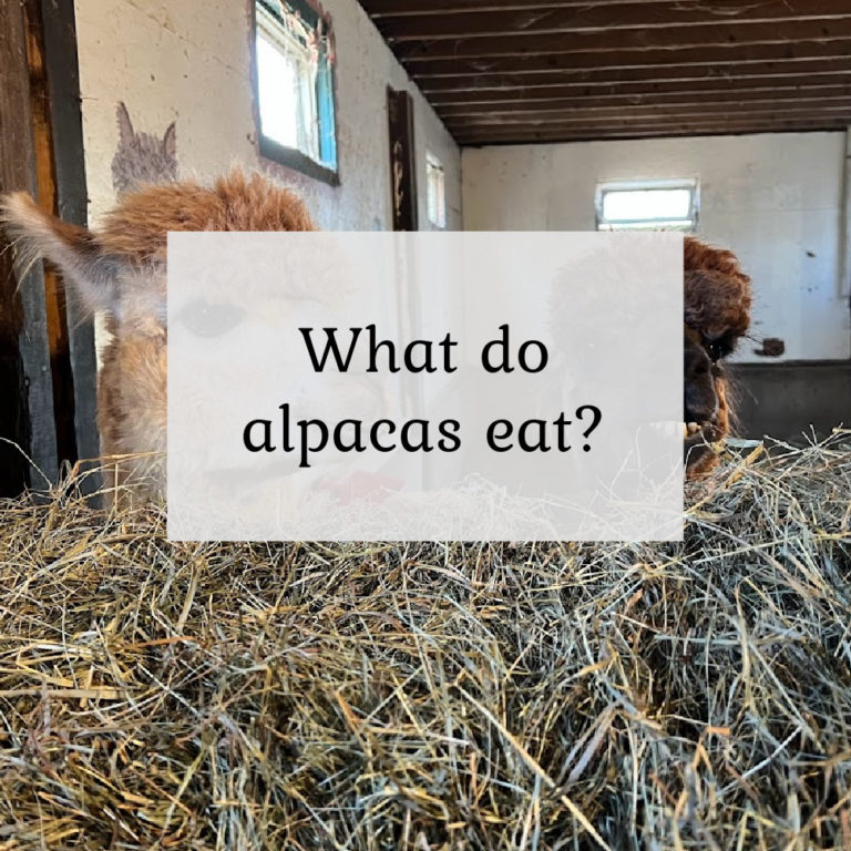 What Do Alpacas Eat?