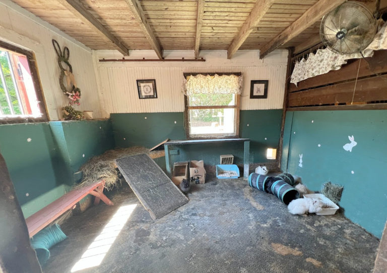 Setting up an Outdoor Rabbit Space - The Cape Coop