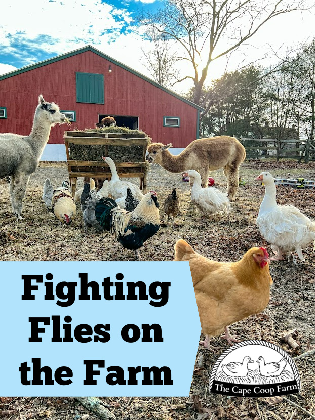Fighting Flies on the Farm - a barn with alpacas & poultry