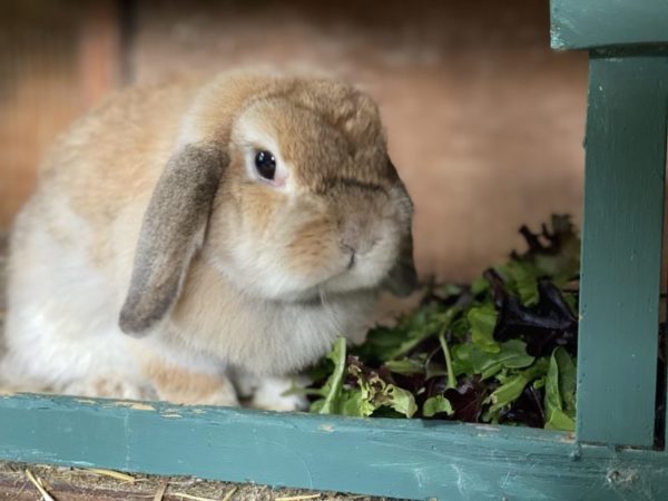Are Rabbits Right for You? - The Cape Coop
