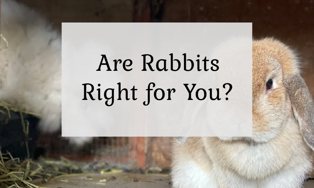 Are Rabbits Right for You? - The Cape Coop