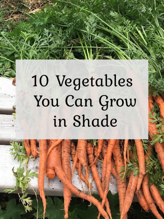 10 Vegetables You Can Grow in the Shade