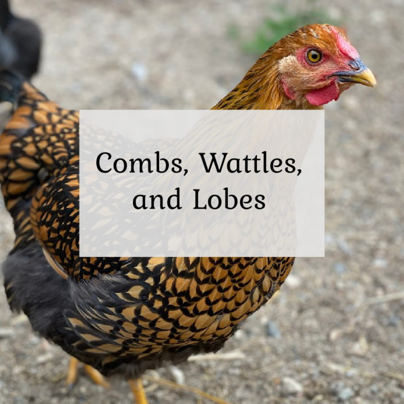Combs, Wattles, and Lobes
