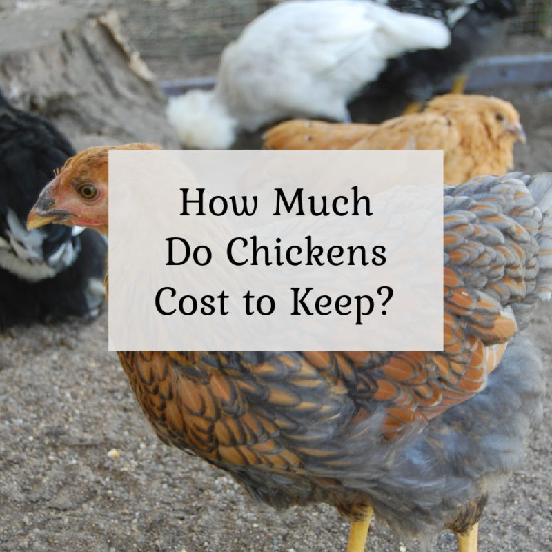 How Much Do Chickens Cost to Keep?