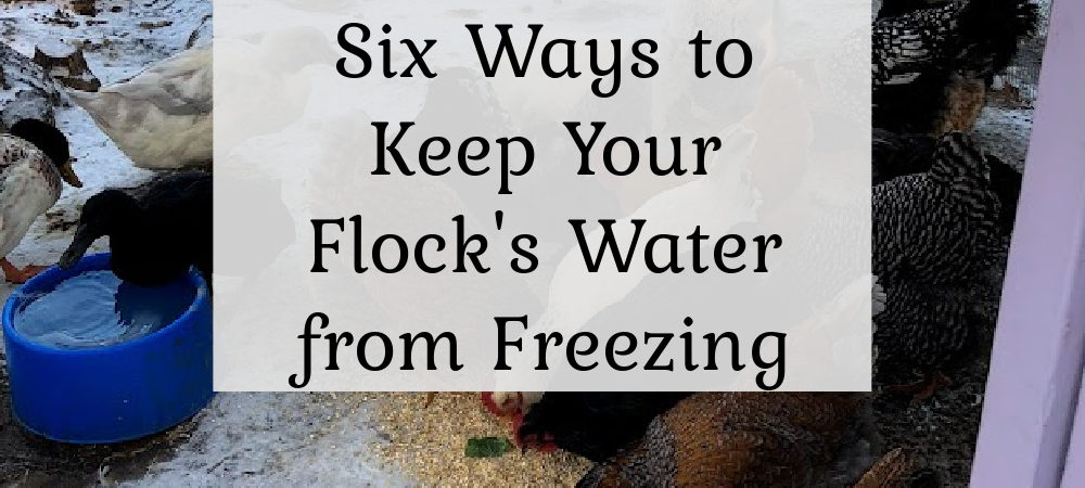 Six Ways to Keep Your Flock's Water from Freezing