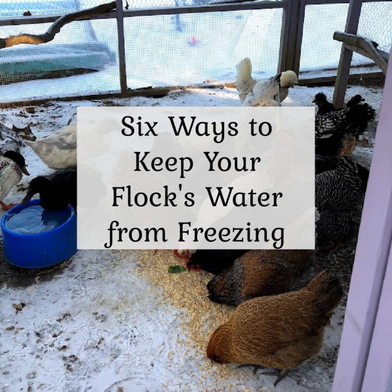 Six Ways to Keep Your Flock's Water from Freezing