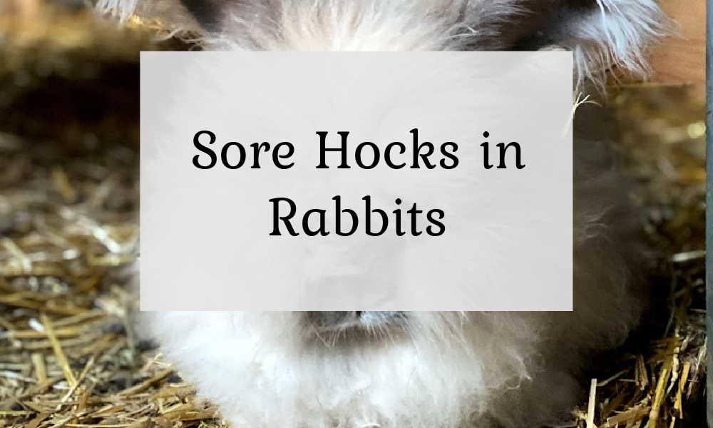 Sore Hocks in Rabbits The Cape Coop