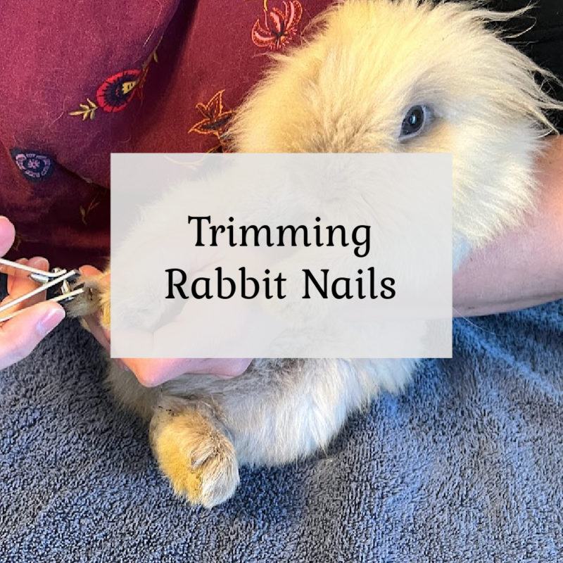 Trimming Rabbit Nails