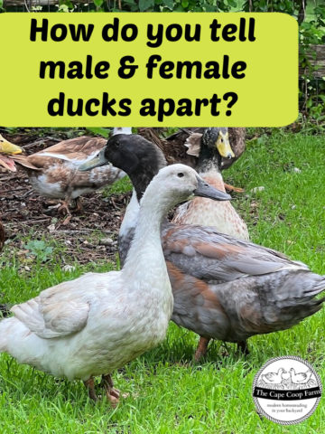 How do you tell male & female ducks apart? - The Cape Coop