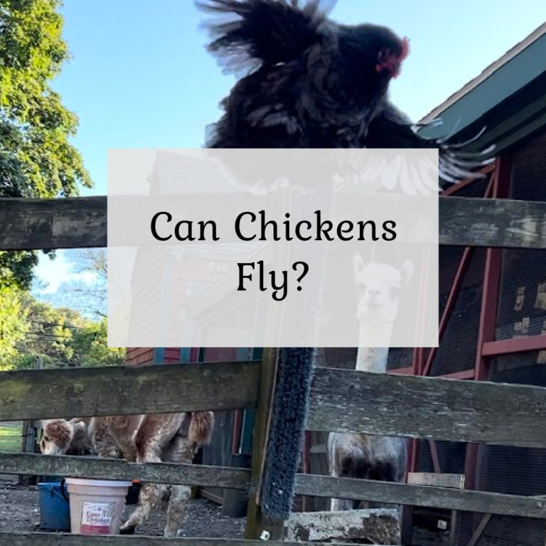 Can Chickens Fly?