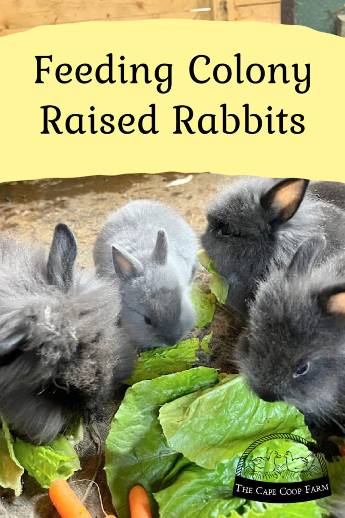 Feeding Colony Raised Rabbits