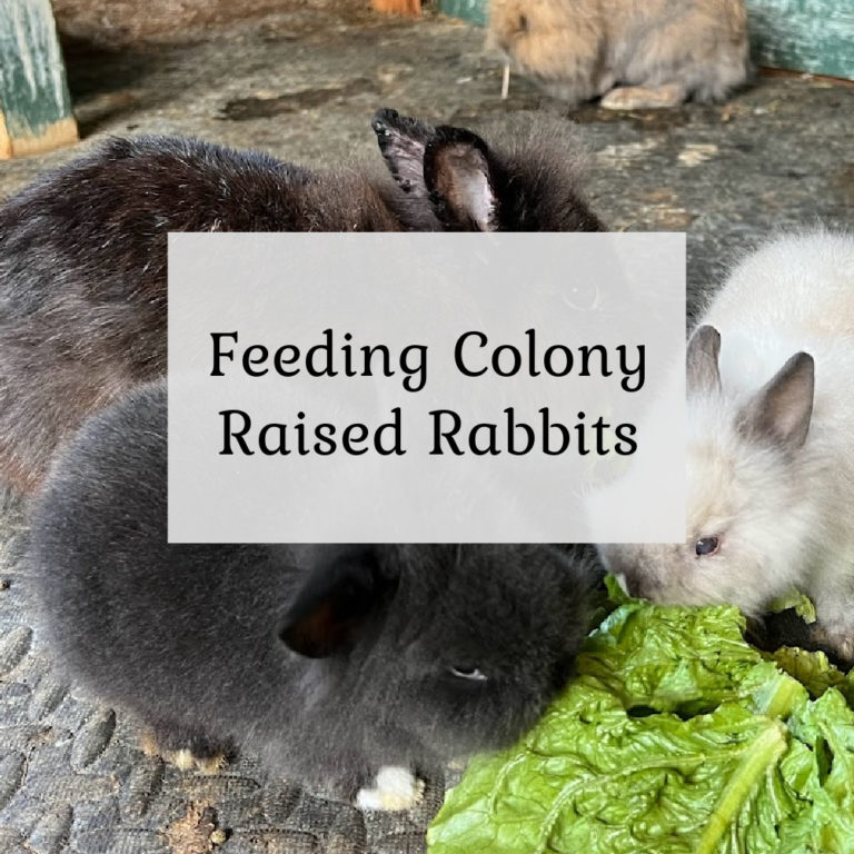 Feeding Colony Raised Rabbits