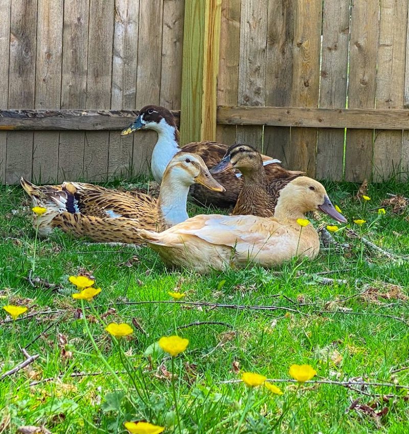 keeping ducks safe from predators