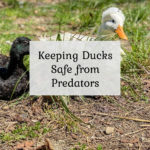 Keeping Ducks Safe from Predators