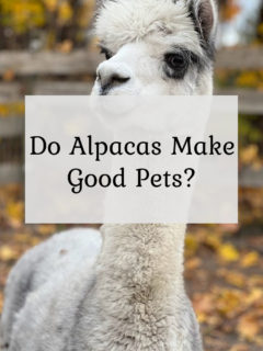 Do Alpacas Make Good Pets