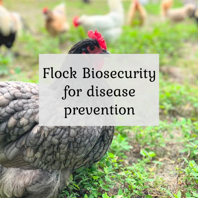 Flock Biosecurity for disease prevention