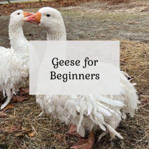 Geese for Beginners