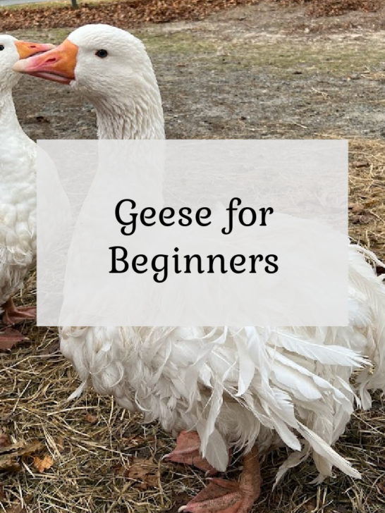 Geese for Beginners
