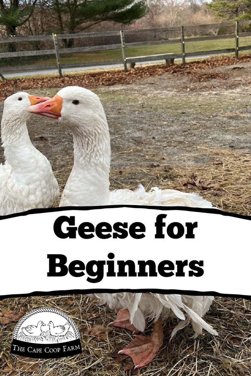 Geese for Beginners - The Cape Coop