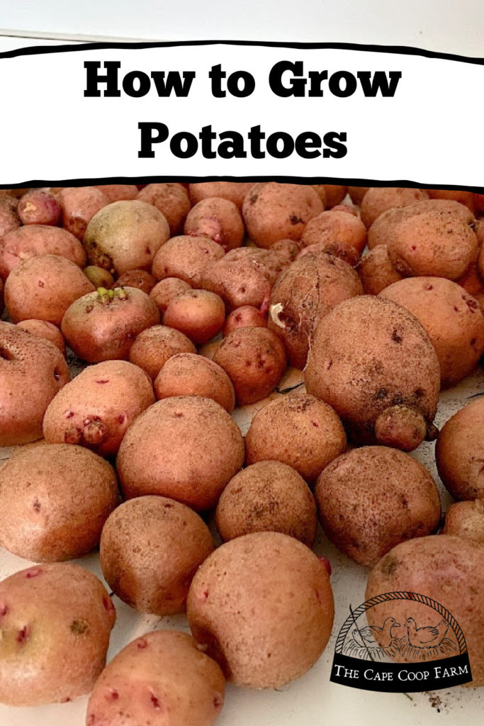 How to grow potatoes