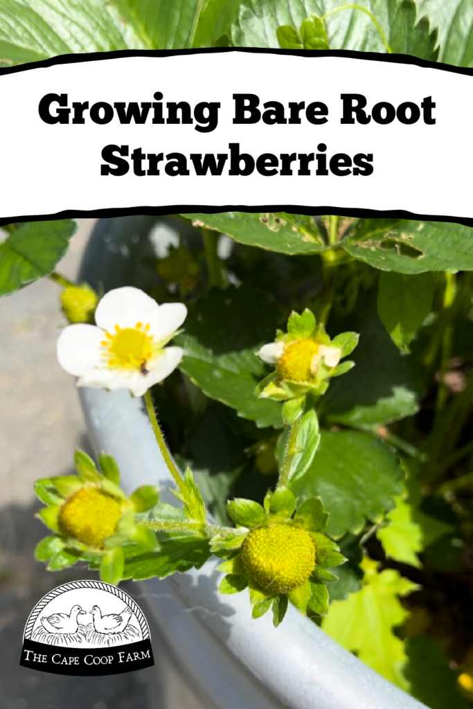 Growing Bare Root Strawberries